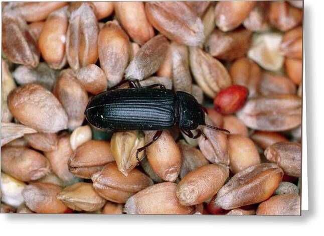 Mealworm Beetle Greeting Cards