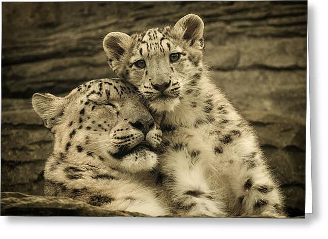 Snow Leopards Resting Together Greeting Card