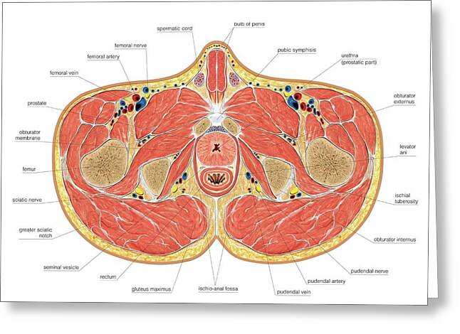 Muscles Of Pelvis Floor Cross Section Photograph by Asklepios Medical Atlas