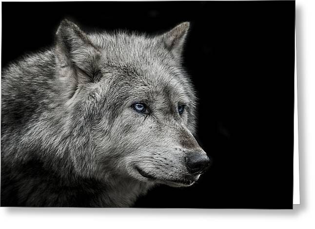 Wolf Eyes Greeting Cards