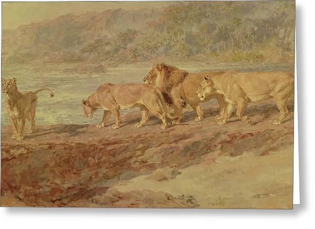 African Lions Greeting Cards