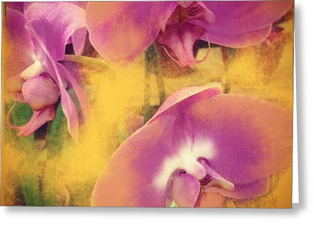 Purple Orchid Greeting Cards