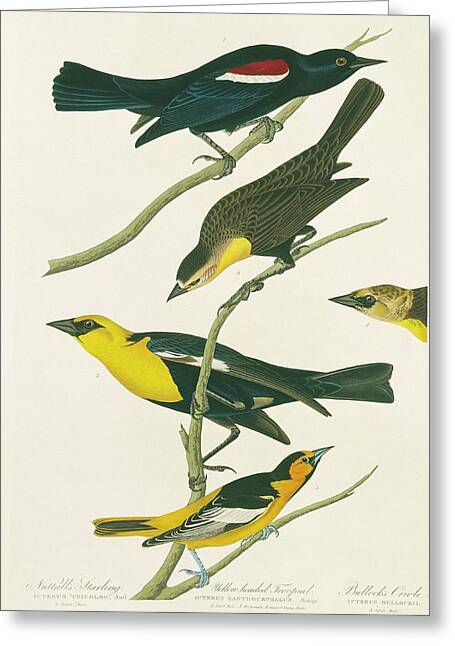 Tricolored Blackbird Greeting Cards