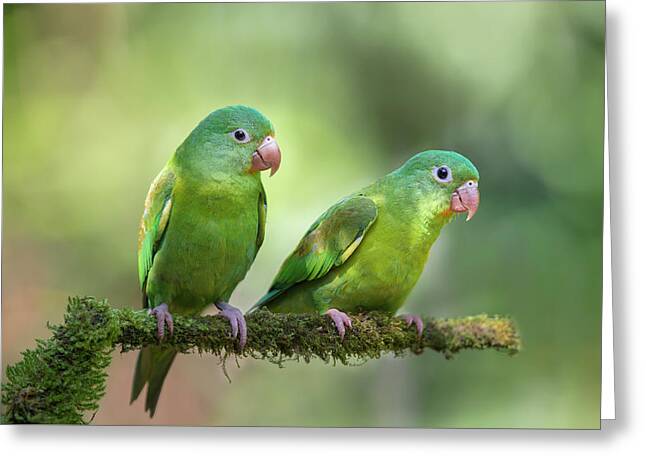 Parakeets Greeting Cards