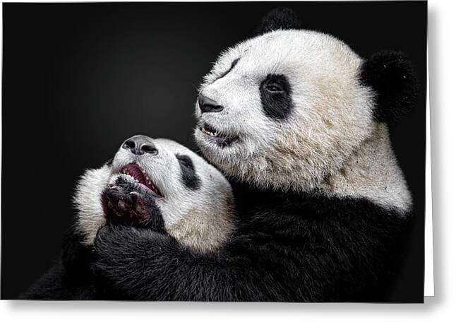 Pandas Greeting Card