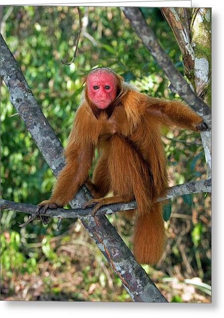 Red Bald Uakari In A Tree Greeting Card