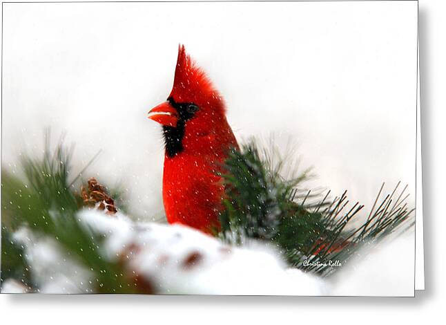 red cardinal photograph by rollo christmas cardinal shower curtain