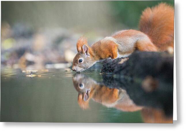 Red Squirrel Greeting Card