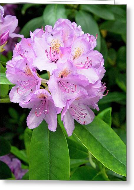 Rhododendron Catawbiense Greeting Cards