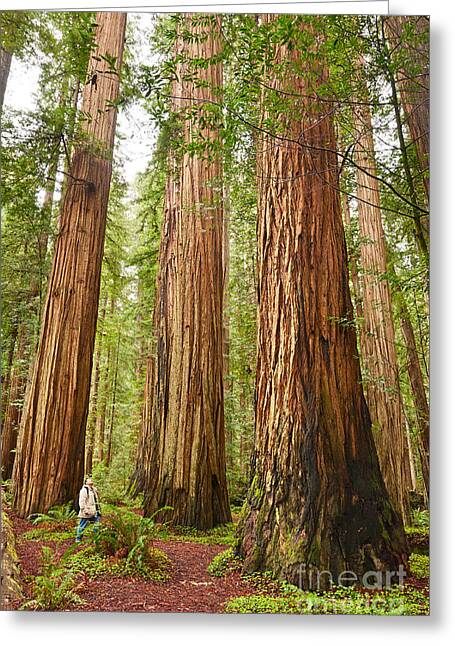 Giant Redwood Greeting Cards