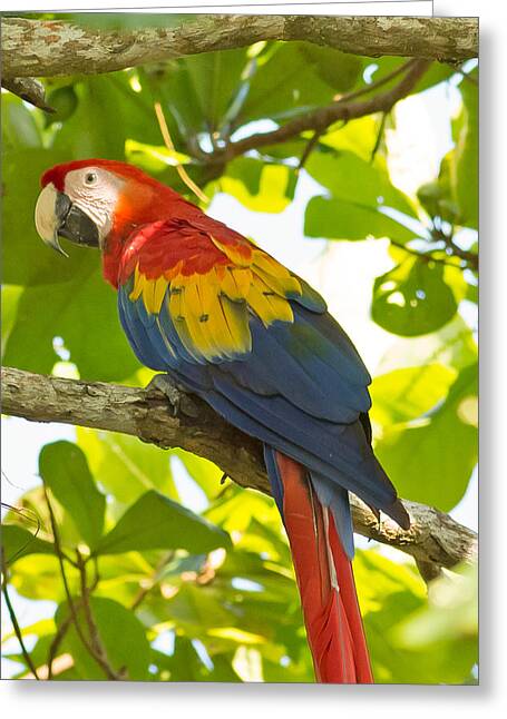 Scarlet Macaw Costa Rica Photograph by Natural Focal Point Photography