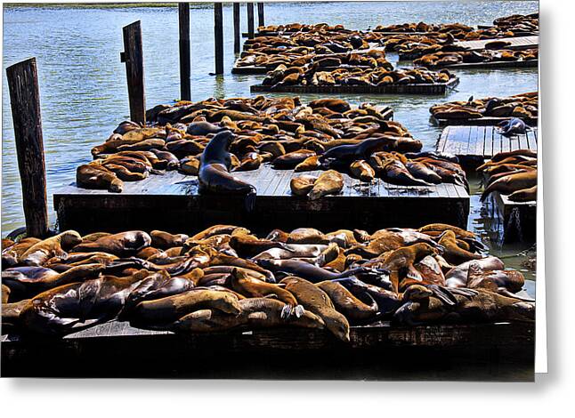Pier Sealions Greeting Cards