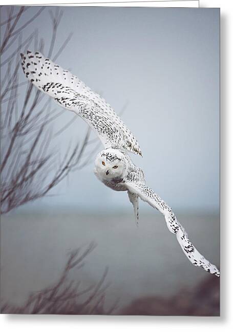 Owls Greeting Cards