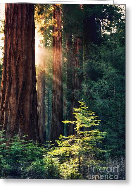 California Redwood Greeting Cards