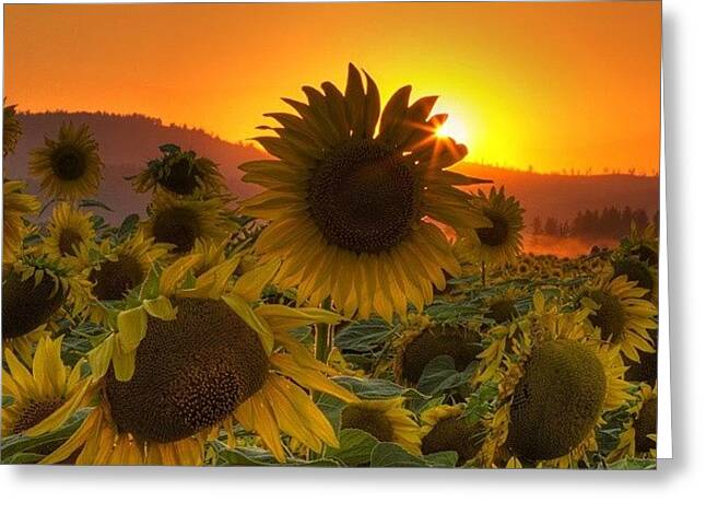 Sunflower Greeting Cards