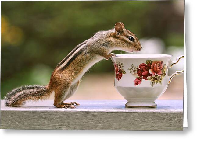 Tea Time With Chipmunk Photograph by Peggy Collins