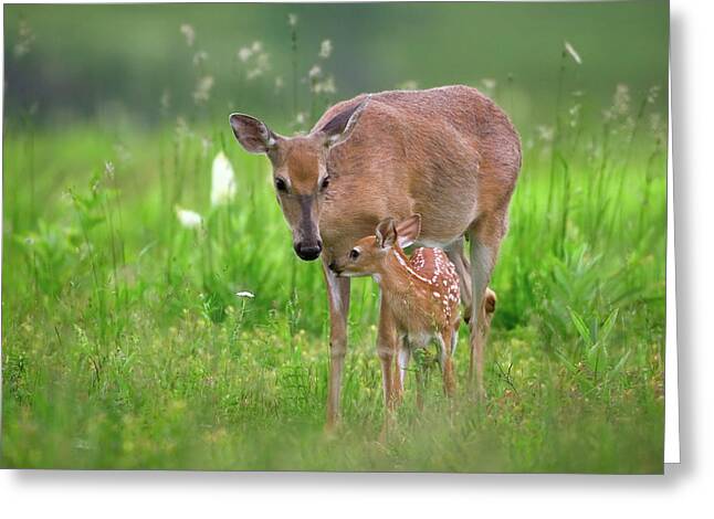 Tender Moment Greeting Cards