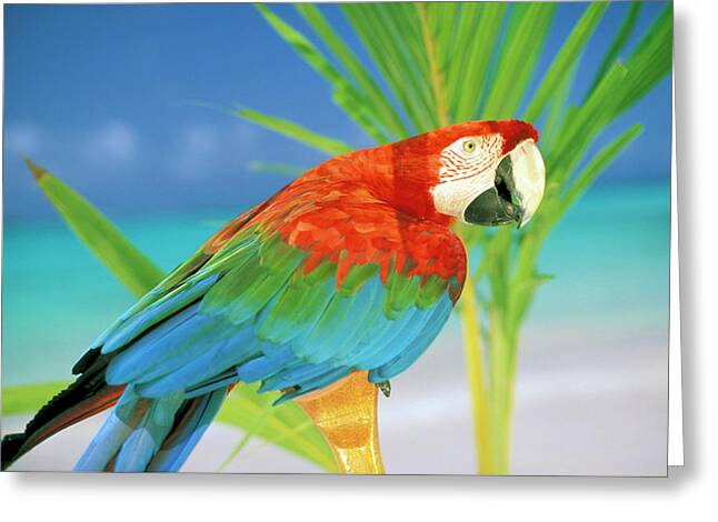Designs Similar to USA, Hawaii Parrot by Sunstar