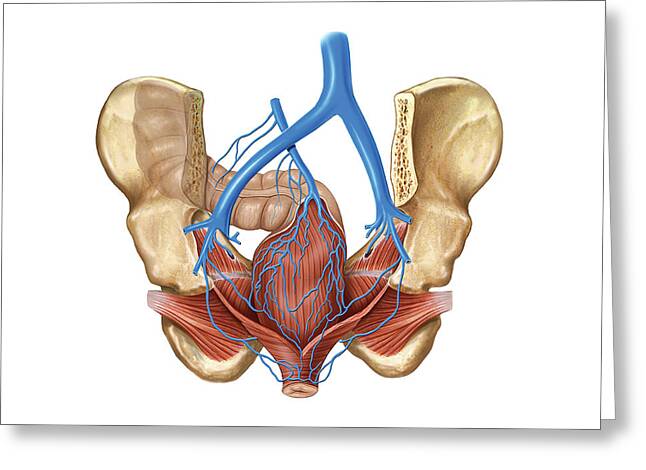 https://render.fineartamerica.com/images/rendered/medium/greeting-card/images-medium-5/venous-system-of-the-pelvis-asklepios-medical-atlas.jpg