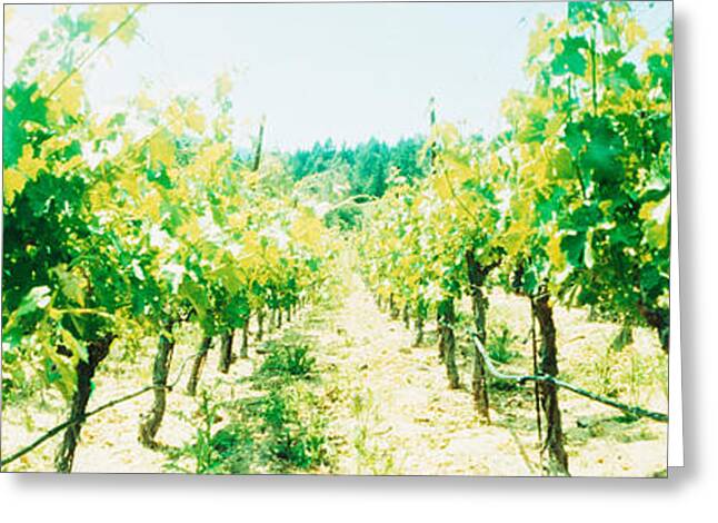 Viniculture Greeting Cards