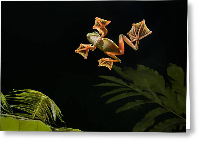 Abah River Flying Frogs Greeting Cards