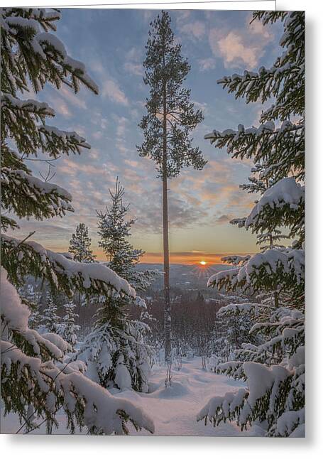 No People Vertical Outdoors Day Winter Sun Frozen Cold Tree Idyllic Greeting Cards