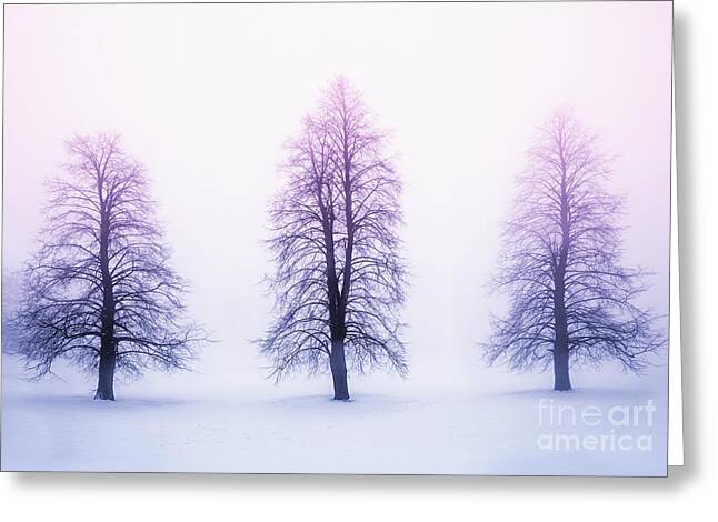 Tree Branch Greeting Cards