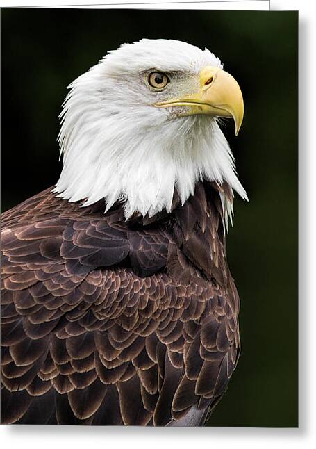 Father's Day Juvenile Bald Eagle' Scripture Greeting Card — BCDesign