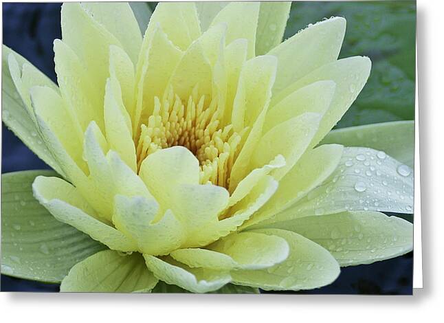 Water_lilies Greeting Cards