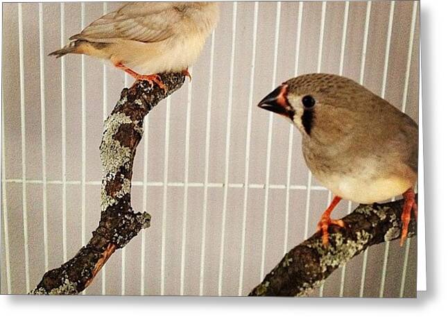 Finches Greeting Cards