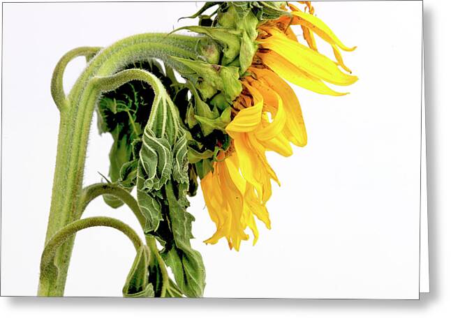 Yellow Withering Wilted Variety Varieties Types Type Sunflowers Sunflower Greeting Cards