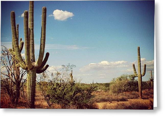 Arizona Cactus Greeting Cards