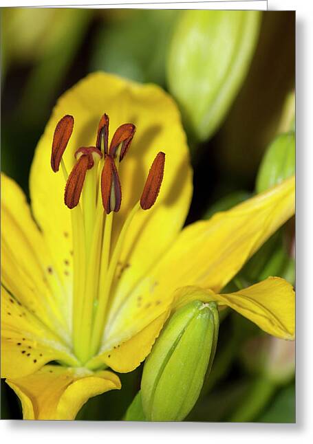 Longiflorum Asiatic Lily Greeting Cards