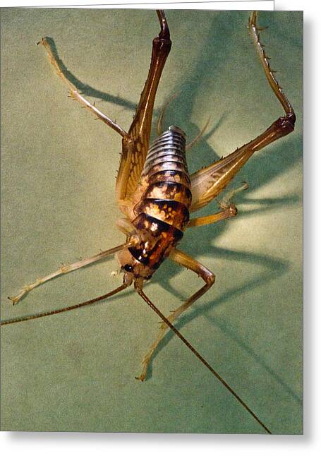 Camelback Crickets Greeting Cards