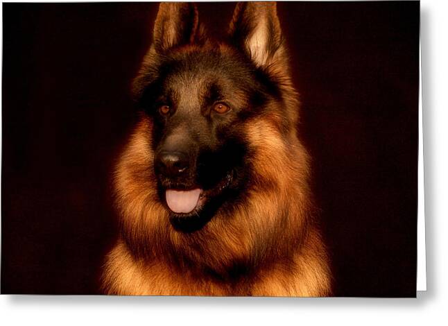 Long-haired German Shepherd Show Greeting Cards
