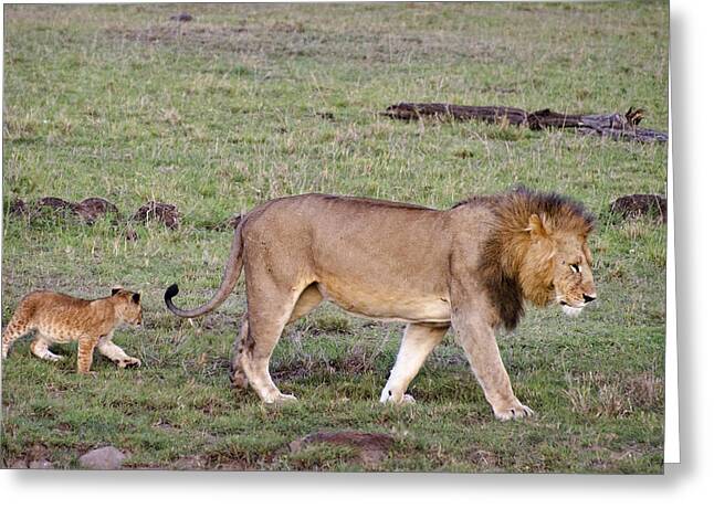 Лев какое семейство. Лев маленький Африка. Африканский Лев семья. Плотность Львов в Африке. Африканские львы американские военные.