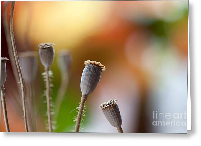 Poppy Seed Capsule Greeting Cards