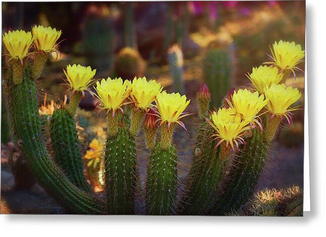 Torch Cactus Greeting Cards