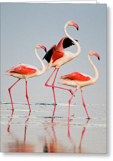 Greater Flamingos Greeting Cards