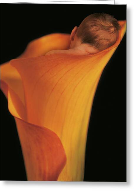 Calla Lily Greeting Cards