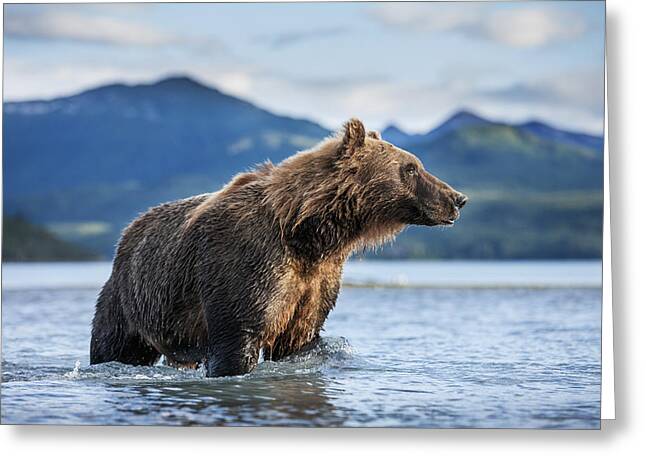 Alaskan Brown Bear & Cub Visions Of Serengeti Global Journey Greeting Card 