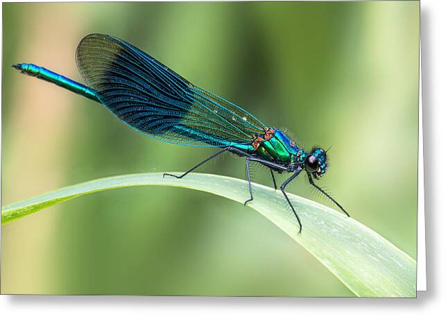 British Damselfly Greeting Cards