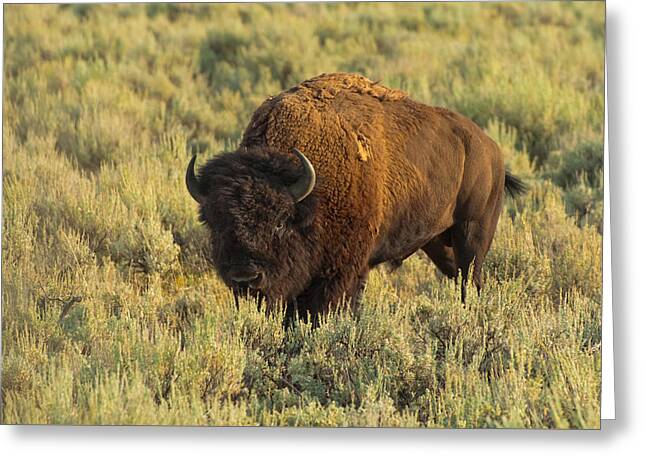 Bison Bison Athabascae Greeting Cards