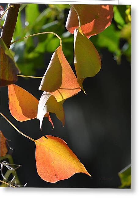 Colorful Popcorn Tree Leaves By Rd Erickson