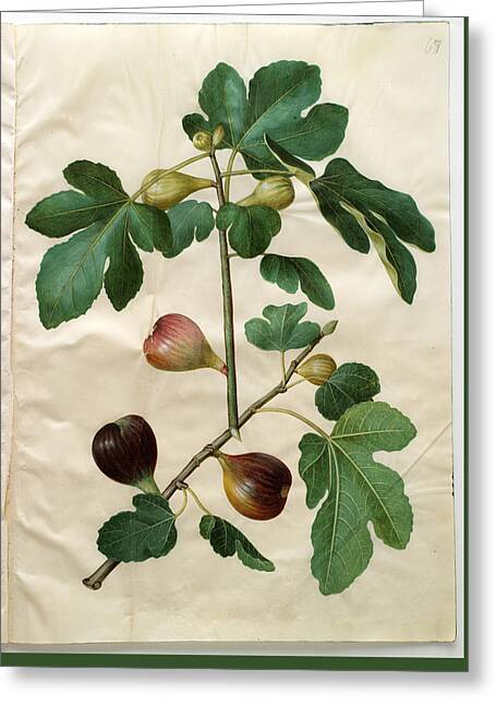 Ficus Drawings Greeting Cards