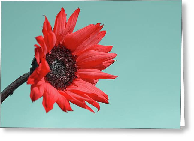 Red Petals Greeting Cards