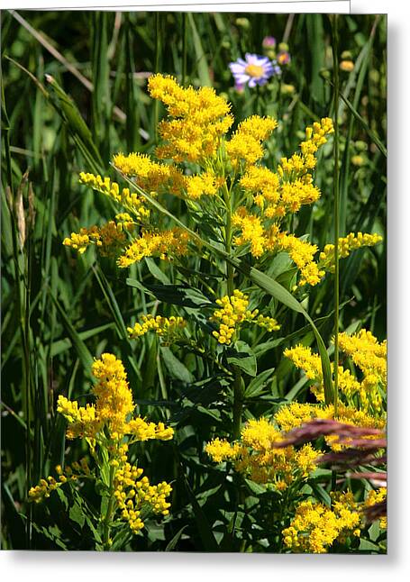 Sweet Goldenrod Greeting Cards
