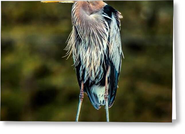 Great Blue Heron Greeting Cards