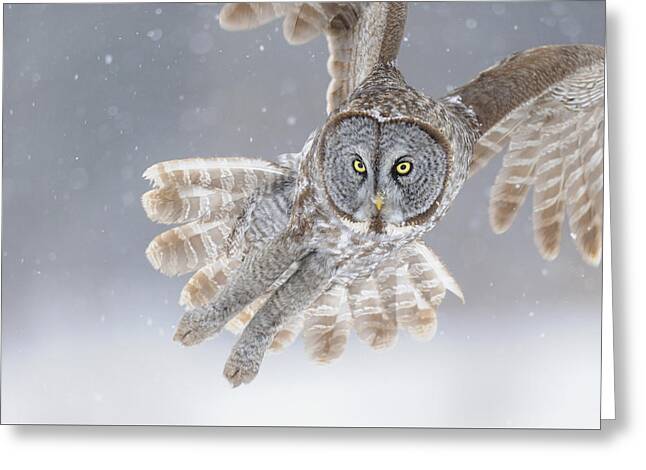 Great Grey Owl Greeting Cards