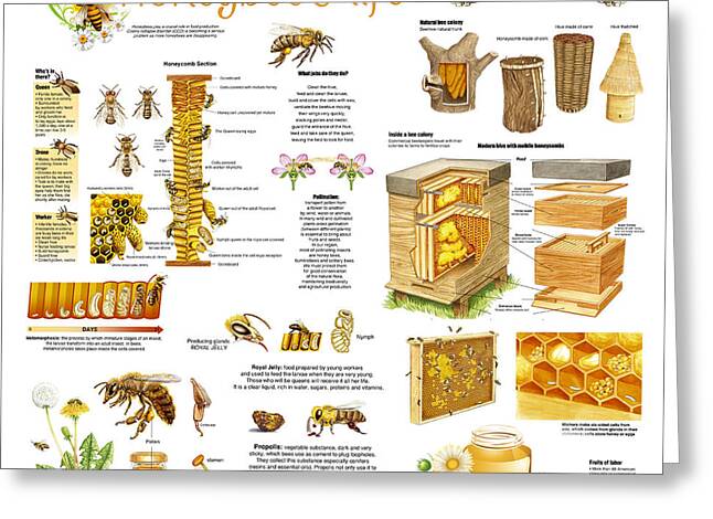 Honeybee Greeting Cards